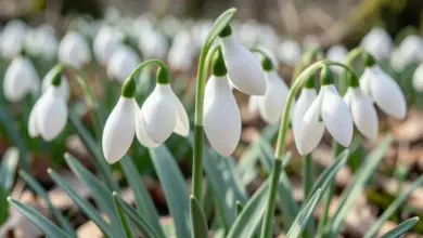 35 цікавих фактів про проліски: від давніх легенд до ботанічних таємниць - ілюстративне фото
