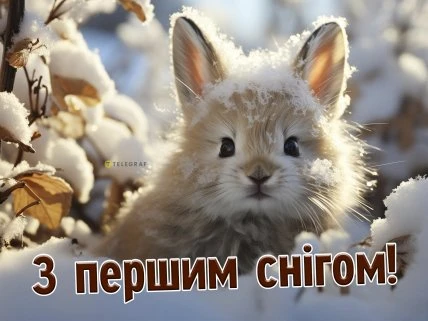 Кіт у снігу з привітанням перший сніг